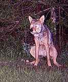 Coyote_070210_0322hrs